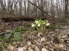 Helleborus-caucasicus_цветение